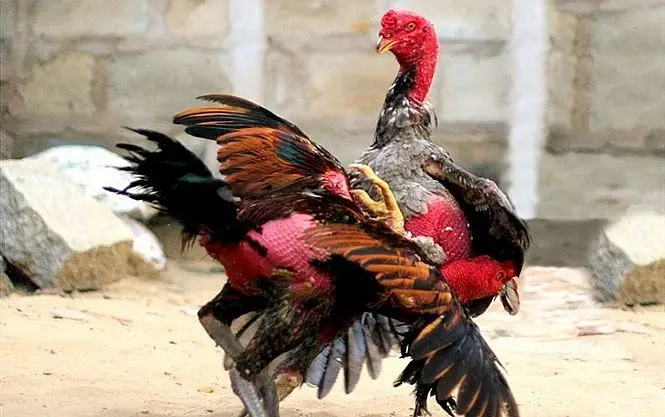 Bí Quyết Cá Cược Gà Chọi Dễ Thắng